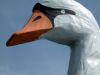 swan.jpg